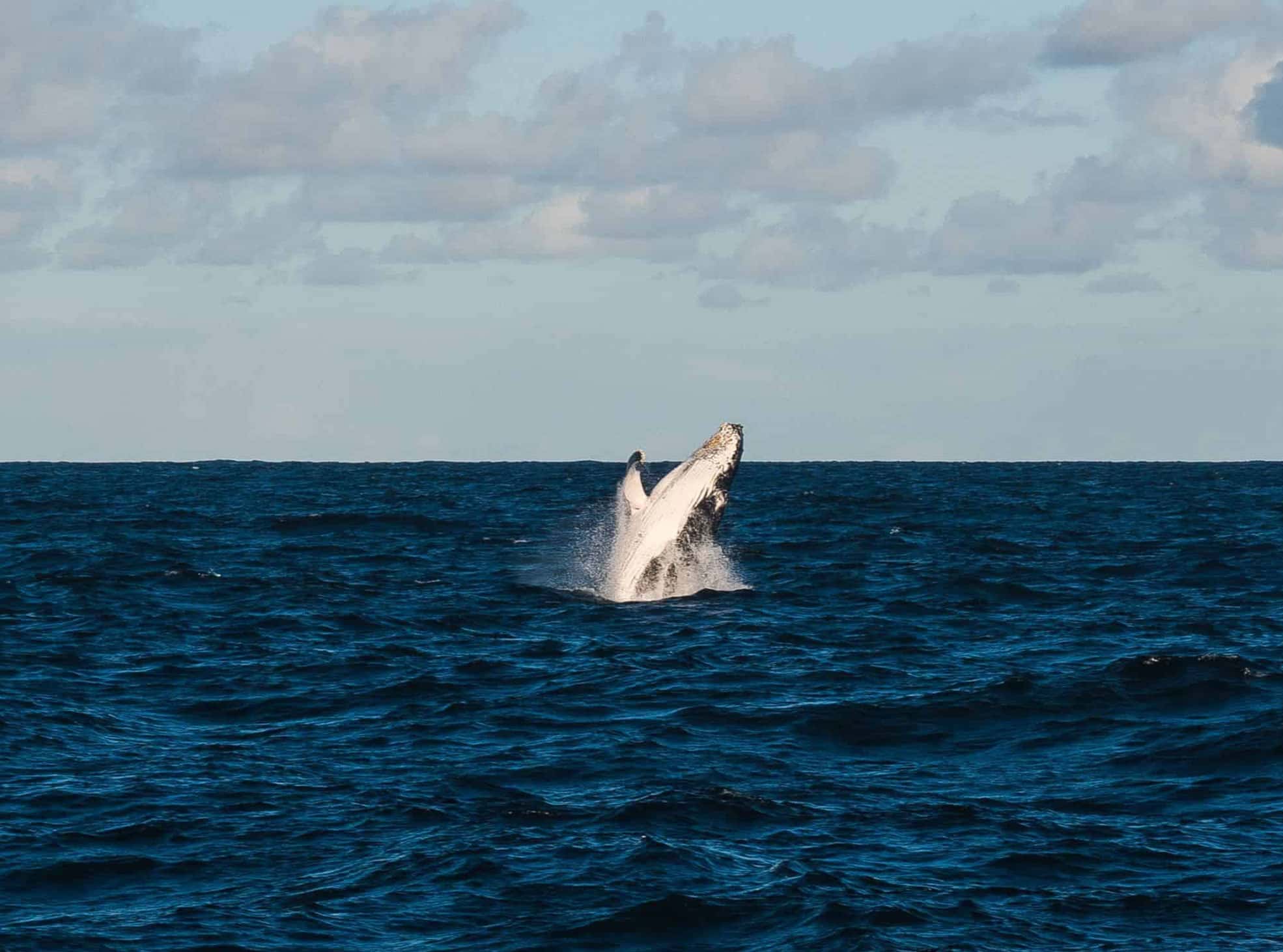 Indian River Riverside Hotel Picard